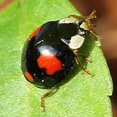 Insetos - Besouros (Coleoptera)