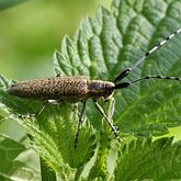 Insetos - Besouros (Coleoptera)