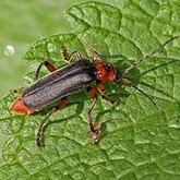 Insetos - Besouros (Coleoptera)
