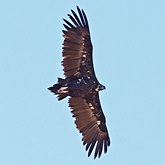 Birds Non Passeriformes - Birds of pray, diurnal