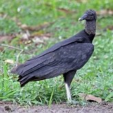 Birds Non Passeriformes - Birds of pray, diurnal