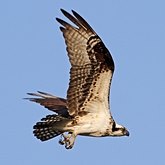 Birds Non Passeriformes - Birds of pray, diurnal