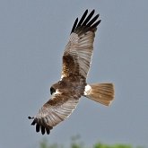 Birds Non Passeriformes - Birds of pray, diurnal
