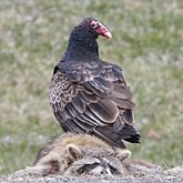 Birds Non Passeriformes - Birds of pray, diurnal