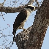 Birds Non Passeriformes - Birds of pray, diurnal