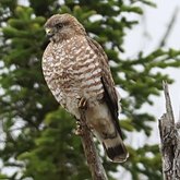 Birds Non Passeriformes - Birds of pray, diurnal