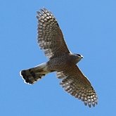 Birds Non Passeriformes - Birds of pray, diurnal