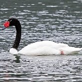 Ptaki Non Passeriformes - Blaszkodziobe