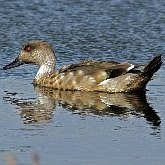 Ptaki Non Passeriformes - Blaszkodziobe