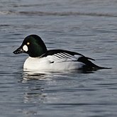 Ptaki Non Passeriformes - Blaszkodziobe