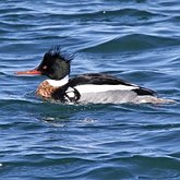 Ptaki Non Passeriformes - Blaszkodziobe