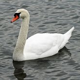 Ptaki Non Passeriformes - Blaszkodziobe