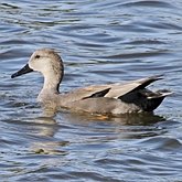 Ptaki Non Passeriformes - Blaszkodziobe