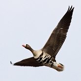 Ptaki Non Passeriformes - Blaszkodziobe