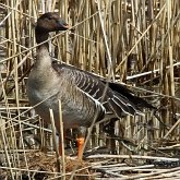 Ptaki Non Passeriformes - Blaszkodziobe