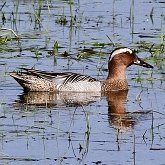 Ptaki Non Passeriformes - Blaszkodziobe