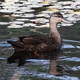Ptaki Non Passeriformes - Blaszkodziobe