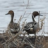 Ptaki Non Passeriformes - Blaszkodziobe