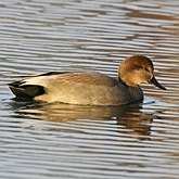 Ptaki Non Passeriformes - Blaszkodziobe