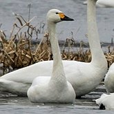Ptaki Non Passeriformes - Blaszkodziobe