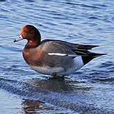 Ptaki Non Passeriformes - Blaszkodziobe