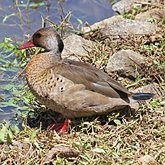 Ptaki Non Passeriformes - Blaszkodziobe