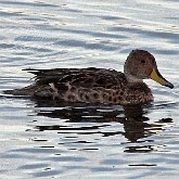 Ptaki Non Passeriformes - Blaszkodziobe
