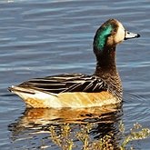 Ptaki Non Passeriformes - Blaszkodziobe