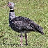 Ptaki Non Passeriformes - Blaszkodziobe