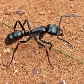Owady - Błonkówki (Hymenoptera)