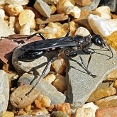 Owady - Błonkówki (Hymenoptera)