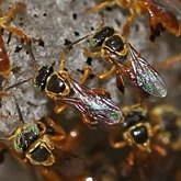 Owady - Błonkówki (Hymenoptera)