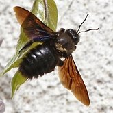 Owady - Błonkówki (Hymenoptera)