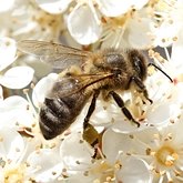 Owady - Błonkówki (Hymenoptera)