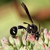 Owady - Błonkówki (Hymenoptera)
