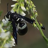 Owady - Błonk&#243;wki (Hymenoptera)