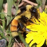 Owady - Błonkówki (Hymenoptera)