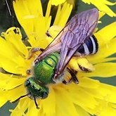 Owady - Błonkówki (Hymenoptera)