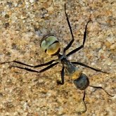 Owady - Błonk&#243;wki (Hymenoptera)