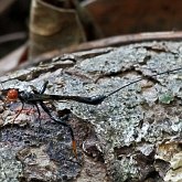 Owady - Błonkówki (Hymenoptera)