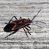Boisea trivittata