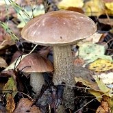 Fungi, Lichens - Boletales