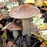Grzyby, porosty - Boletales (borowikowce)
