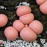Outros - Bolores mucilaginosos