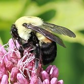 Bombus griseocollis