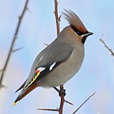 Oiseaux Passeriformes - Bombycillid&#233;s