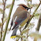 Oiseaux Passeriformes - Bombycillid&#233;s