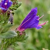 Angiospermas Eudicotiled&#244;neas  - Boraginales