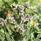 Angiosperms Eudicots  - Boraginales