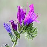 Okrytonasienne dwuliścienne - Boraginales (og&#243;recznikowce)